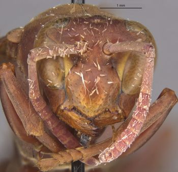 Media type: image;   Entomology 36001 Aspect: head frontal view